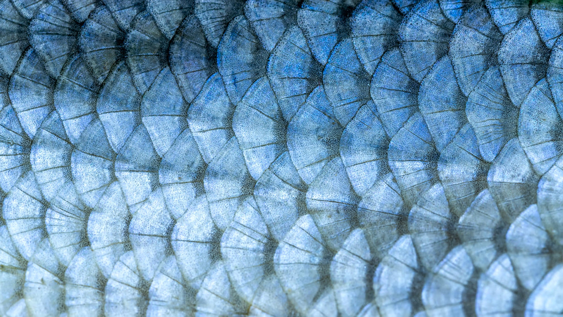 Fish Oil Purification