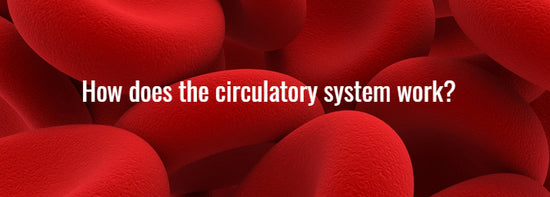 What Does the Circulatory System Do?