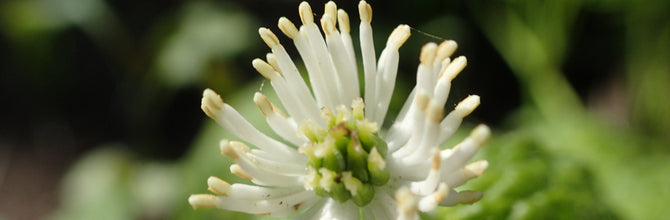 Berberine : Why We Don't Sell It