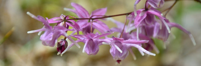 Horny Goat Weed: Why We Don't Sell It