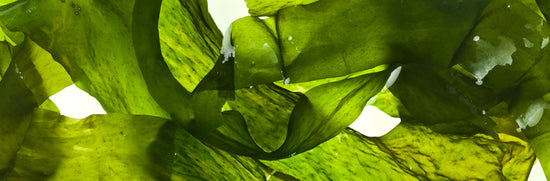 Iodine: Why We Don't Sell Iodine From Kelp
