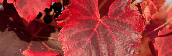 Why We Don't Sell Red Vine Leaf Extract