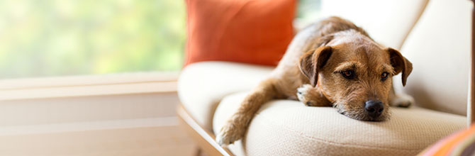 Behaviour Disorders in Dogs: What Do They Mean?
