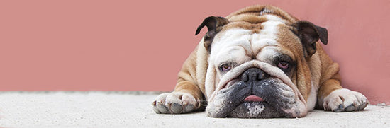 Caring for a Dog with a Sensitive Stomach