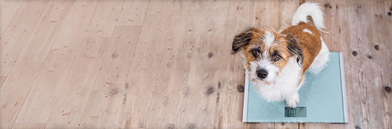 The Growing Problem of Pet Obesity: Why Is It so Serious?