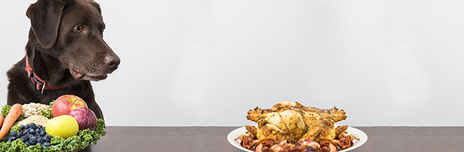 Vegetarian, Vegan or Raw? Detangling Pet Diets