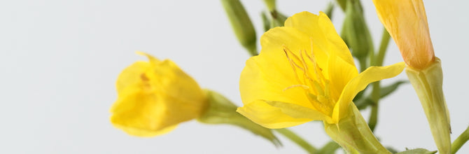 Should I be taking evening primrose oil for menopause?