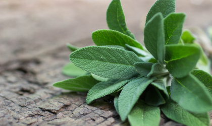 Herbs: Our Guide to Powerful Plant Health