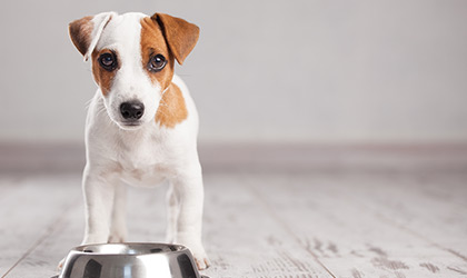 Diet Tips For Dogs