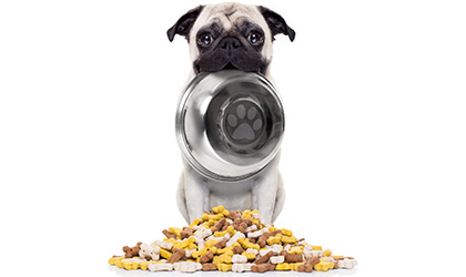 The Growing Problem of Pet Obesity: Why is it so serious?