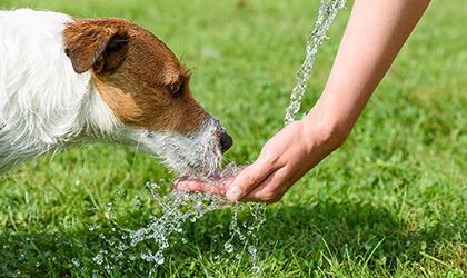 All About Aqua: Keeping your pets hydrated